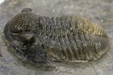 Detailed Gerastos Trilobite Fossil - Morocco #312811-3